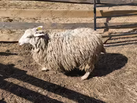 Ram, Kazakh fat-tailed coarsewool sheep — photo 6