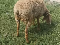 Kambing betina, Sheep — foto 3