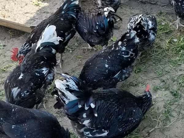 Australorp