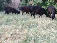 Kambing jantan, Sheep — foto 6