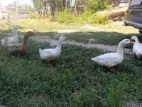 Domestic Muscovy — foto 2