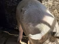 แม่สุกร, หมู — รูปภาพ 1