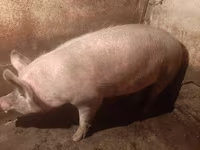 Scrofa, Maiali — foto 4