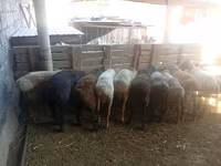 Baran, Owce — zdjęcie 2
