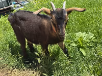 Koza, Nubian Goat — fotografija 2