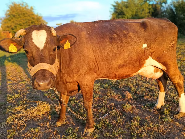 Lembu betina, Simmental cattle