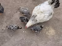 Chickens — foto 5