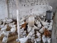 Chickens — fotografija 1