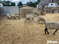 แกะตัวเมีย, White Suffolk sheep — รูปภาพ 3