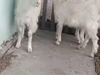 Ziege, Saanen goat — Foto 4