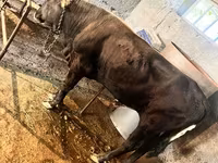 گاو نر, Swiss cattle — عکس 2