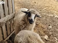 雌羊, Tsigai sheep — 写真 3