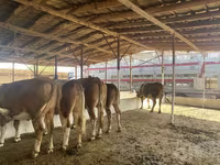 گاو ماده, Simmental cattle — عکس 1