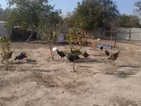 Turkeys — foto 8