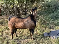 Capra, Nubian Goat — foto 1