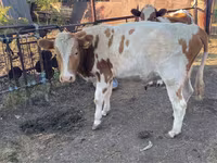 Byk, Simmental cattle — zdjęcie 1