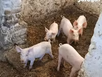 Babi betina, Pigs — foto 8