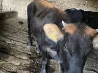 Bulle, Russian Black pied cattle — Foto 2