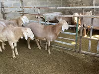 Oaie, Arashan sheep — foto 2