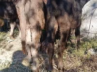 ثور, Simmental cattle — الصورة 6