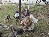 Turkeys — foto 4