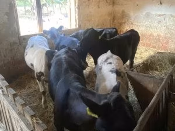گاو نر, هرفورد
