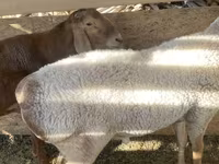 قوچ, Arashan sheep — عکس 4