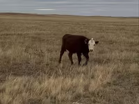 Vacă, Vaca kazahă cu cap alb — foto 2