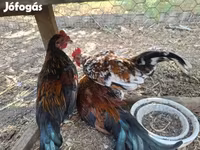 Bantam Jepun — foto 4