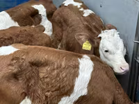 Bovine (lot, sex nespecificat), Russian Black pied cattle — foto 8