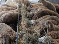 Yem qabı, Yem üçün, Heyvanlar üçün — عکس 2