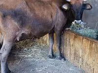 Lembu betina, Alatau breed — foto 3
