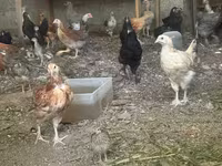 Chickens — تصویر 2