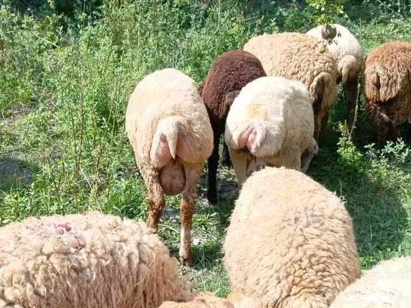 قوچ, گوسفند