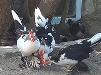 Bantam giapponese — foto 4