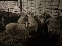 Vædder, Får — foto 4