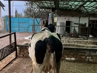 Mucca, Razza Holstein — foto 5