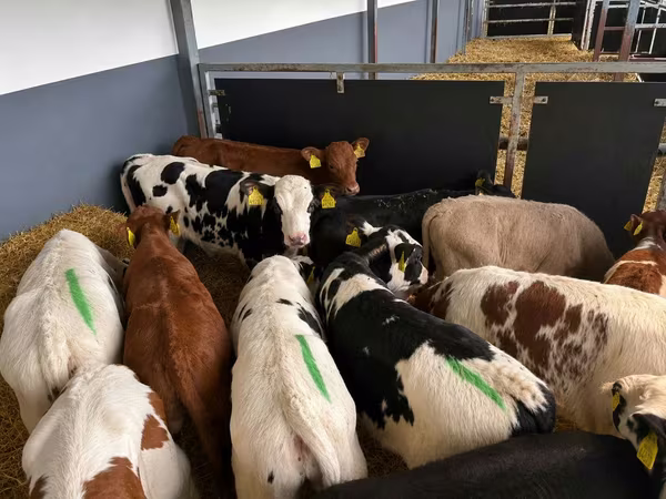 ወንድ በሬ, Cattle