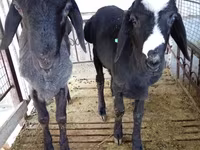 Berbec, Blackheaded Persian sheep — foto 5