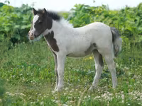اسب نر, American shetland pony — عکس 4