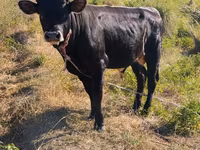 วัวตัวผู้, Swiss cattle — รูปภาพ 2