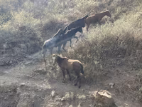 گھوڑا, گھوڑے — تصویر 4