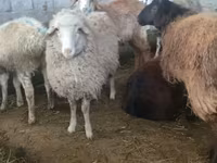 میش, گوسفند — عکس 1
