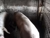 Doofaar dhaddig, Pigs — sawirka 1