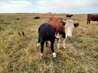 گائے, Simmental cattle — تصویر 2