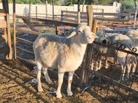 Bélier, Assaf sheep — photo 3