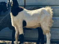Ri’ lab, Nubian Goat — sawirka 1