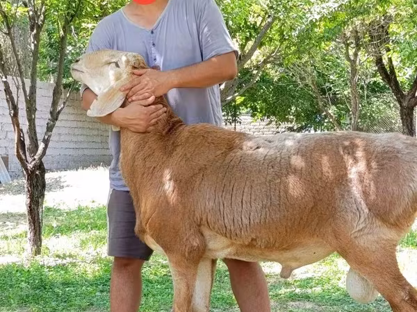 Beran, Arashan sheep