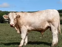 Banteng, Cast cow — foto 1
