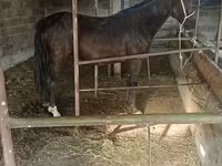 Kobila, Friesian sport horse — fotografija 6